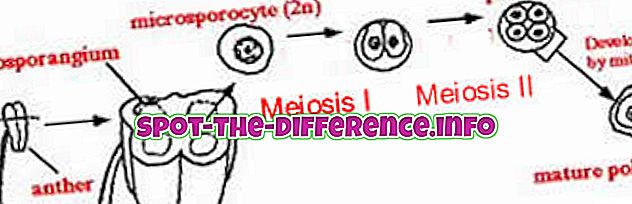 Forskel mellem meiosier i plante- og dyreceller