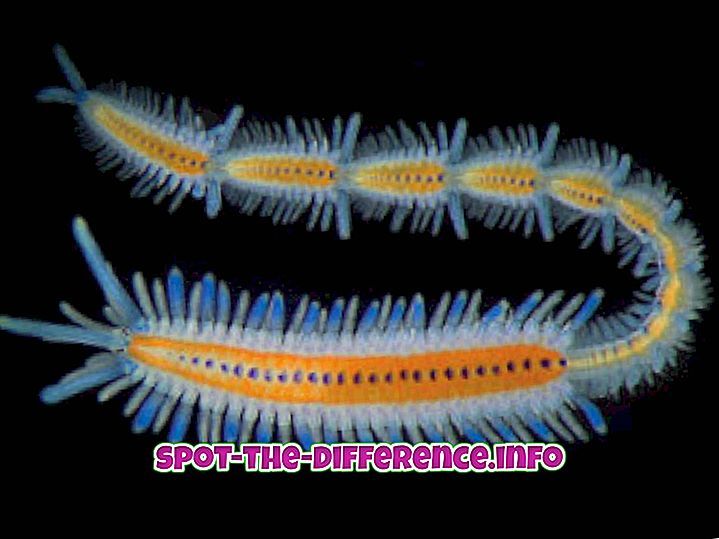 Forskjell mellom Meroplankton og Holoplankton