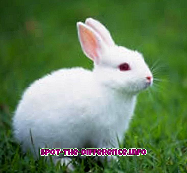 Skillnad mellan kanin och hare
