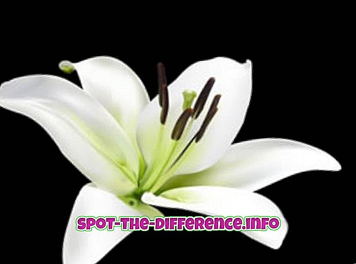 Unterschied zwischen Lily und Orchidee