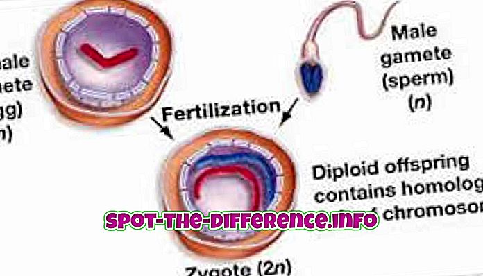 forskjell mellom: Forskjell mellom Fetus, Embryo og Zygote