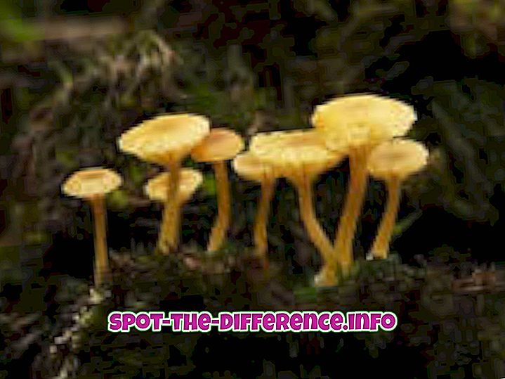 різниця між: Різниця між грибами та рослинами