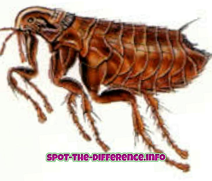 Diferença entre pulgas e percevejos