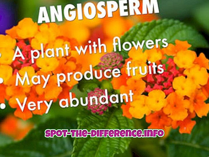 Skillnad mellan Gymnosperm och Angiosperm