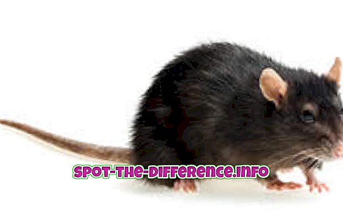 разница между: Разница между крысой и хомяком