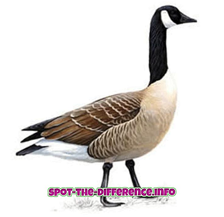 Diferencia entre ganso, pato y cisne