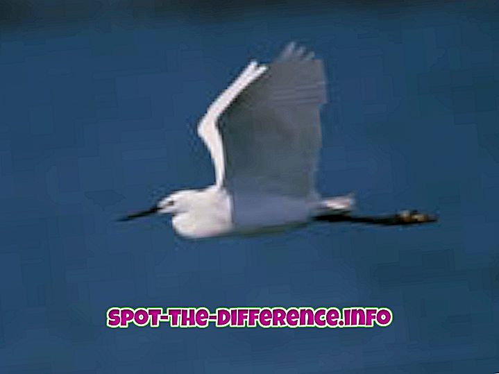 ความแตกต่างระหว่าง: ความแตกต่างระหว่าง Flying และ Floating