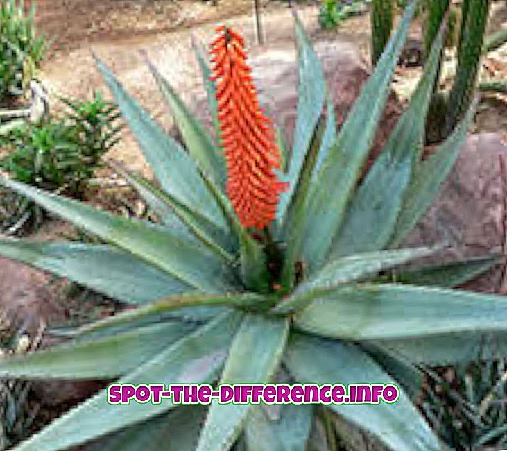 Diferența dintre Aloe și Aloe Vera