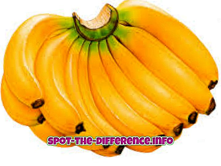 Rozdíl mezi plantain a banánem