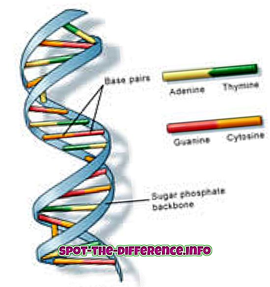 DNA ja kromosoomi erinevus