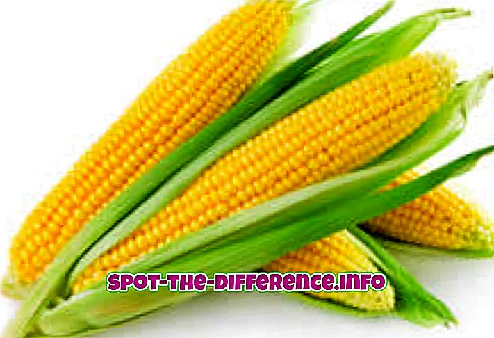 Starpība starp kukurūzu un kukurūzu