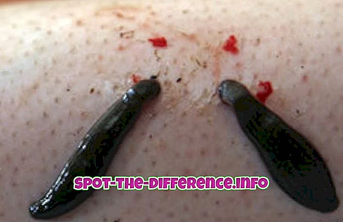 Unterschied zwischen Leech und Slug