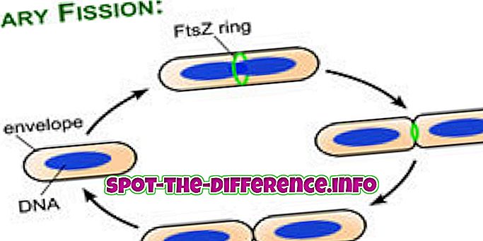 Forskel mellem binær fission og fragmentering