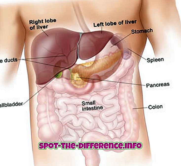Diferença entre o fígado e os pulmões