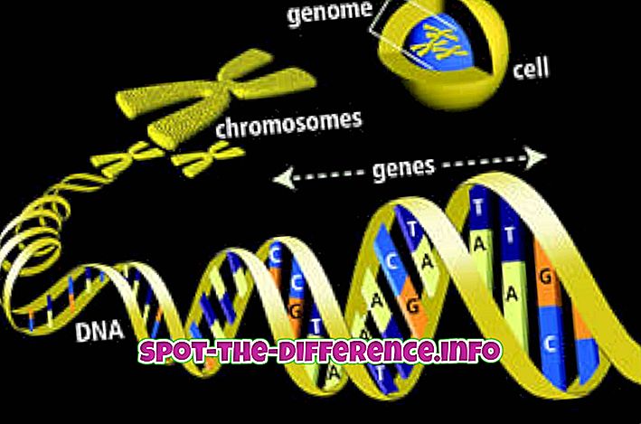 유전자와 게놈의 차이점