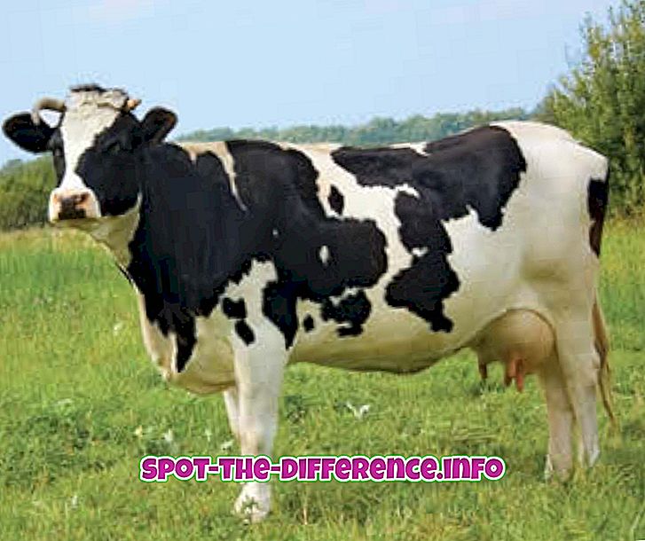 Rozdíl mezi kravským mlékem a mlékem z bizonů