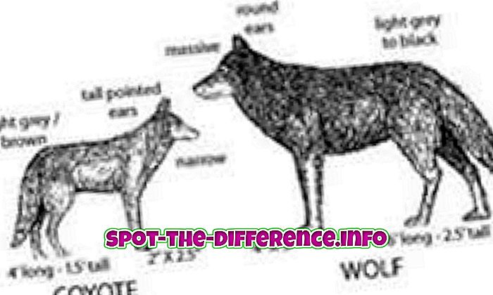 Rozdíl mezi kojotem a vlkem