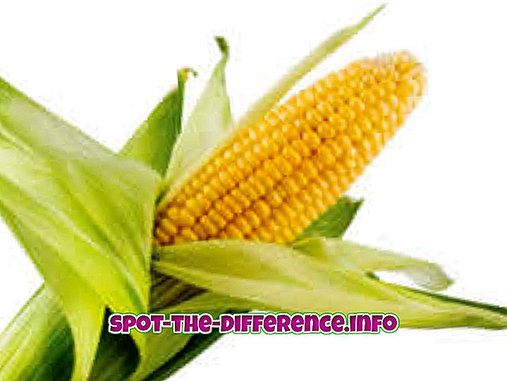 Verschil tussen maïs en popcorn