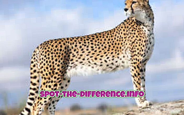 Forskel mellem Cheetah og Tiger