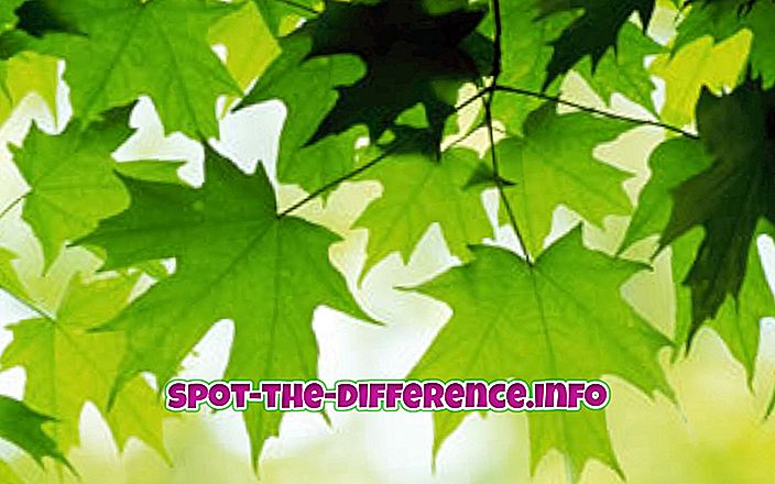 perbandingan populer: Perbedaan antara Leaf dan Leaflet