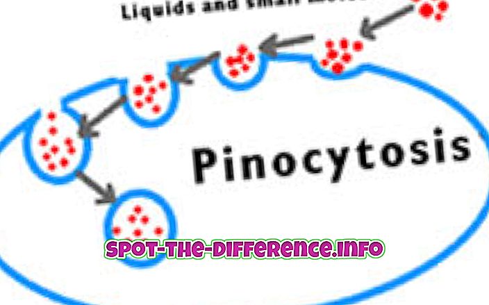 популарна поређења: Разлика између пиноцитозе и ендоцитозе посредоване рецептором