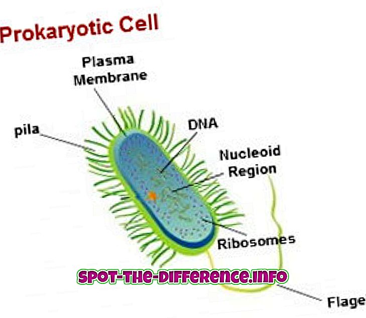 populære sammenligninger: Forskjell mellom prokaryotisk og eukaryotisk celle