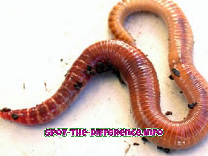 comparația dintre viermi cu roți și pin