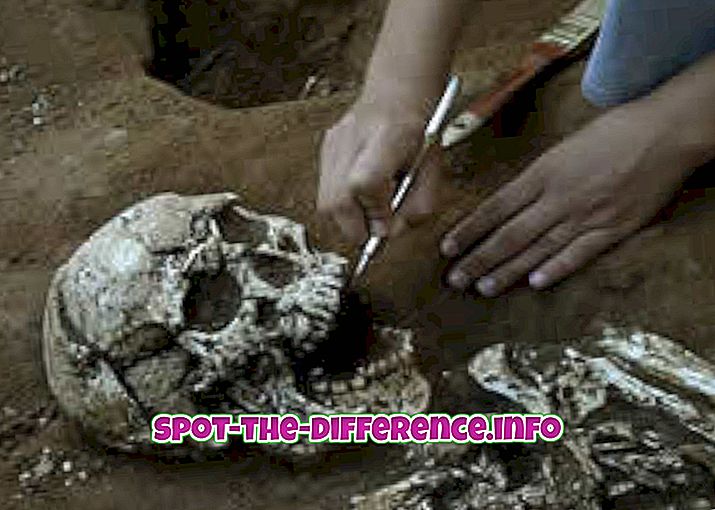 Rozdíl mezi archeologií a paleontologií