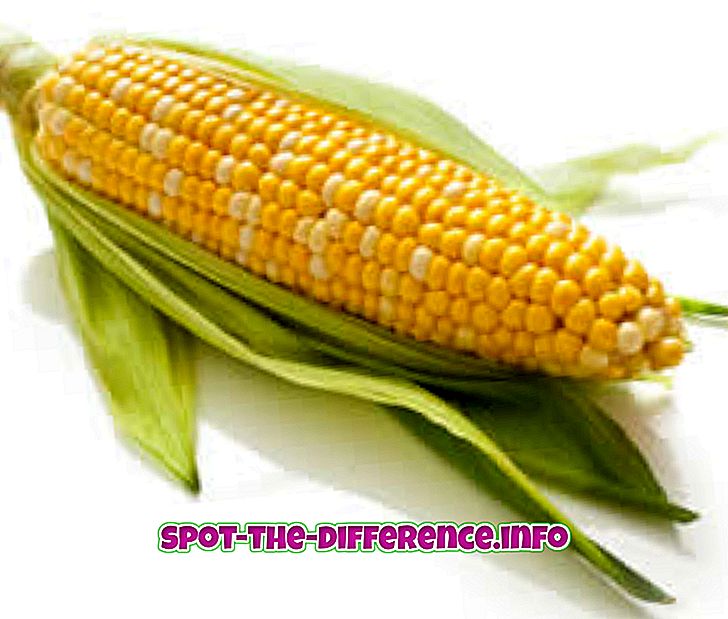 populære sammenligninger: Forskjell mellom mais og søt mais