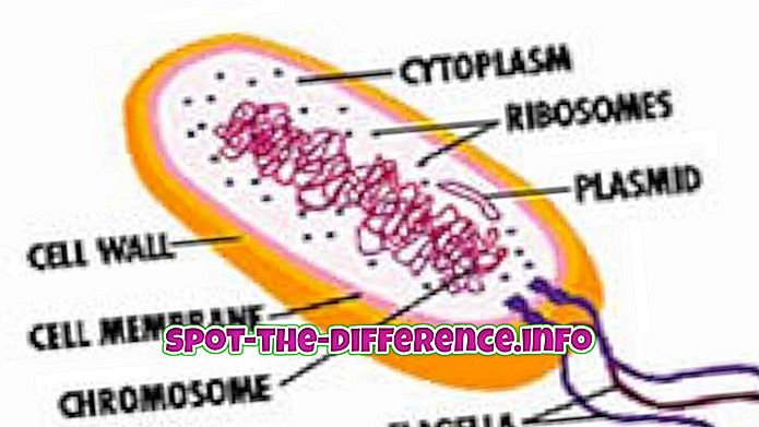популярни сравнения: Разлика между бактерии и протозои