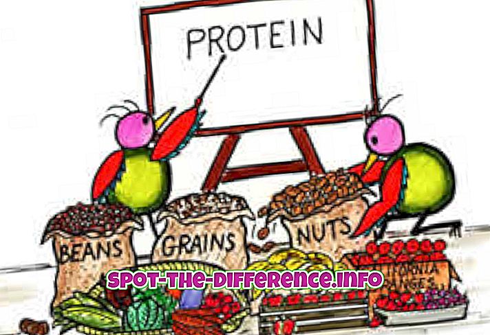 Rozdiel medzi proteínom a kalóriami