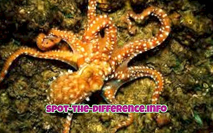 Forskjell mellom blekksprut og blekksprut