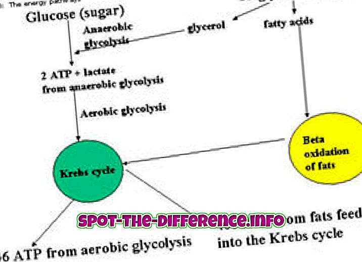 Rozdíl mezi aerobní glykolýzou a aerobní lipolýzou