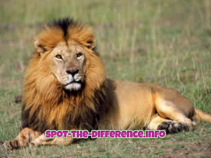 Forskjell mellom Lion og Cheetah