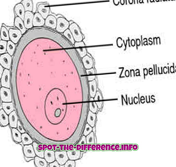 Forskel mellem ovum og sædceller