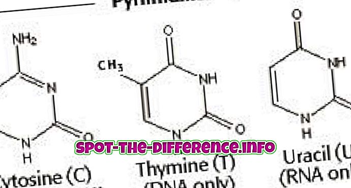 Verschil tussen purine en pyrimidine