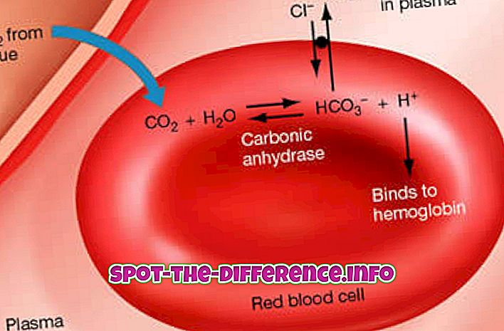 tautas salīdzinājumi: Atšķirība starp sarkano asins šūnu un balto asins šūnu