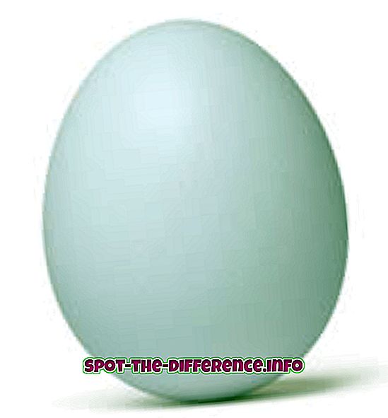 populære sammenligninger: Forskjell mellom egg hvit og eggeplomme
