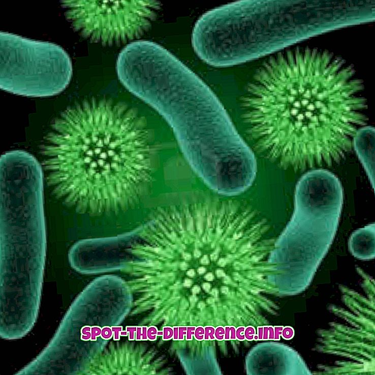 Bakteerien ja parasiitin välinen ero