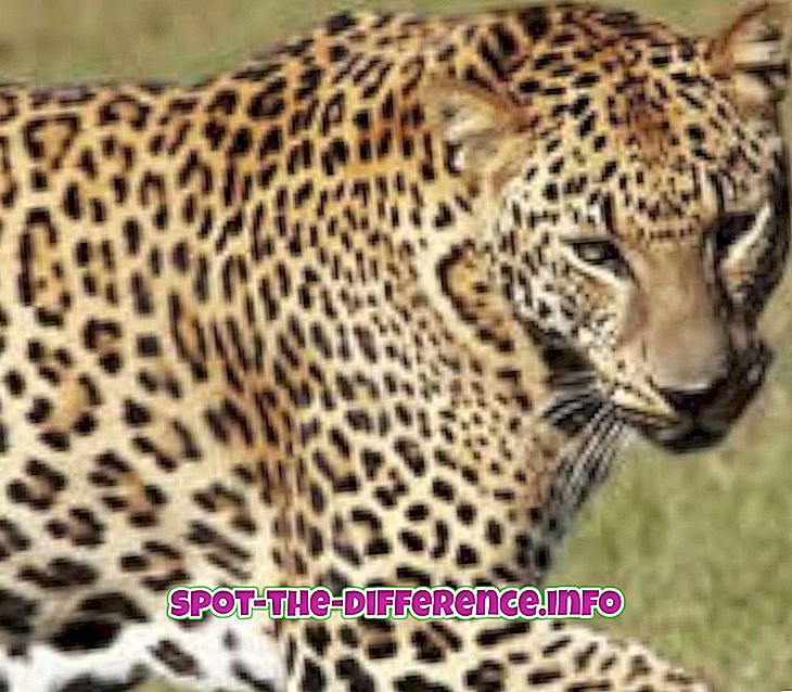 Razlika između Leoparda i Cheetaha