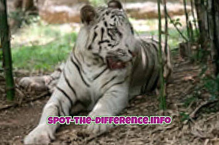 Forskel mellem Tiger og Panther
